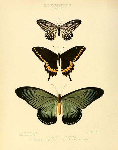 Illustration vintage d'un papillon  par Vintage en botanische Prenten