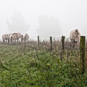 Paarden in de mist: Mystic horses (nr. 2 van 8) van Ramona Stravers