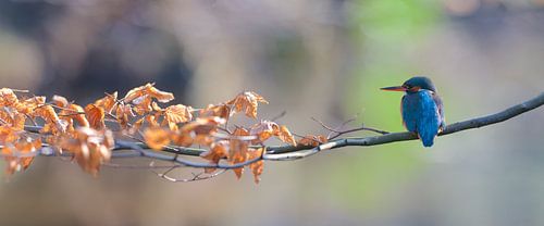 Kingfisher - Panorama by Kingfisher.photo - Corné van Oosterhout
