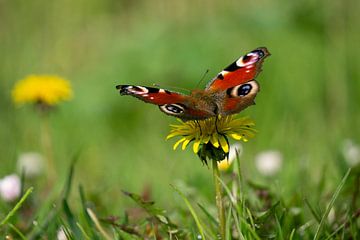 Tagpfau auf Löwenzahn von Nico Vredegoor