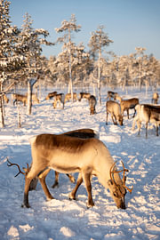 Winter’s Portrait of a Lapp Reindeer