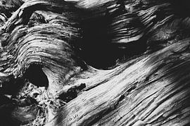 Gros plan sur le tronc recourbé d'un vieux genévrier