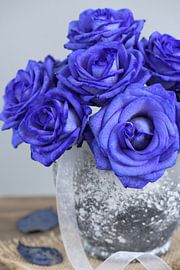 Roses bleues