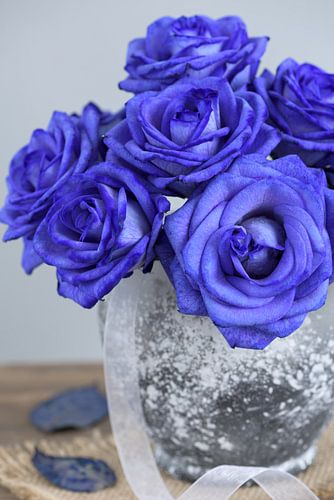 Blauwe rozen
