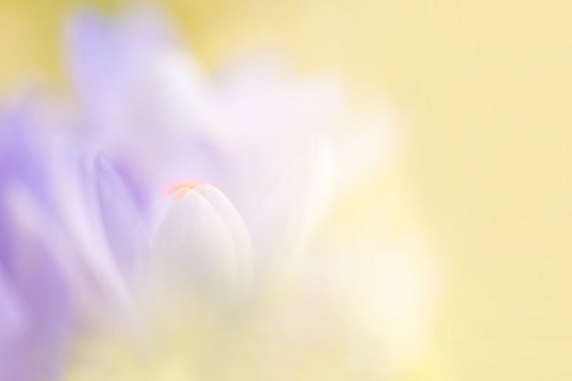 Crocus par Francis Dost