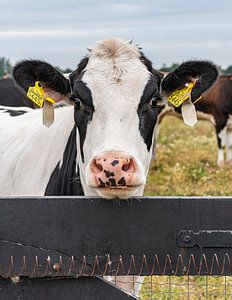 Vache derrière la clôture