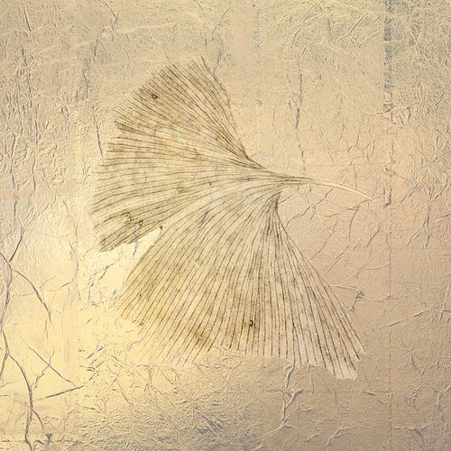 Ginkgo. Een nevelige ochtend. 2