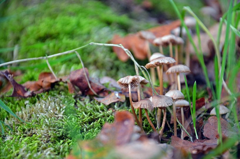 Herfst in de Achterhoek by Jaimy Buunk