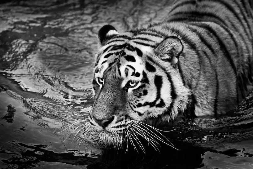 Tiger black and white photo floats on water close-up portrait, bulging eyes, symbol of water sports by Michael Semenov