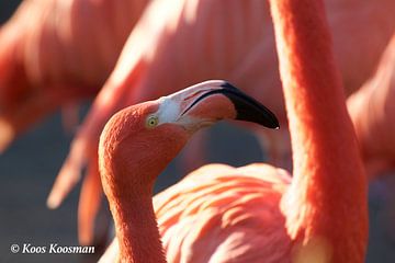 Roze Flamingo van Koos Koosman