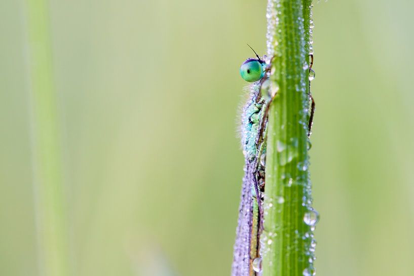 Concealed damselfly by Mark Scheper