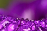 Diamonds of nature