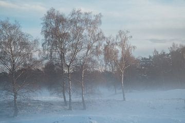 Trees by Myrthe Vlasveld