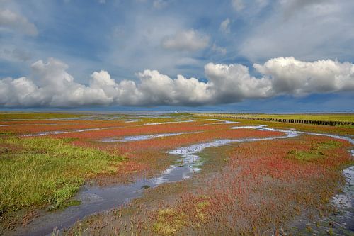 Kwelders met bloeiende zeekraal op schiereiland Eiderstedt