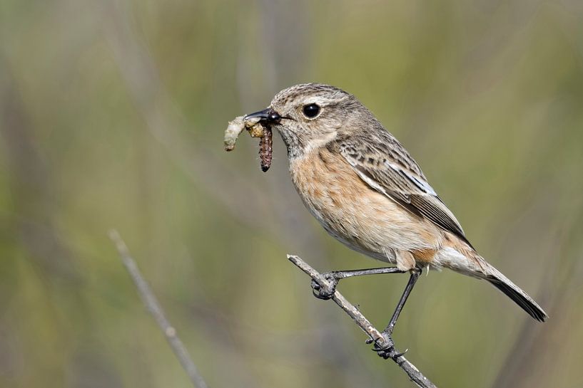 Schwarzkehlchen ( Saxicola torquata ), Europäischer Singvogel mit Beute im Schnabel von wunderbare Erde