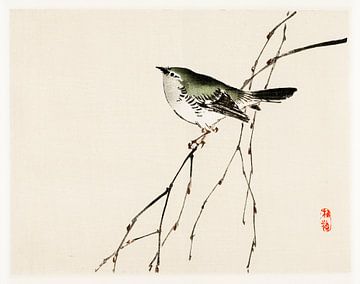 Japanse vogel illustratie door Kōno Bairei van Studio POPPY
