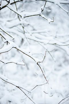 Besneeuwde bomen in een landelijke natuur omgeving | fine art foto print