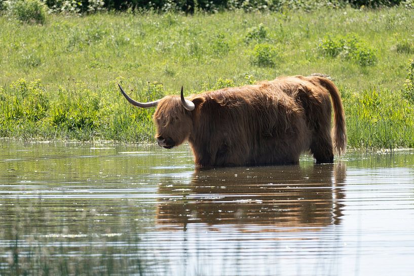 Schotse hooglanders van Maaike Krimpenfort