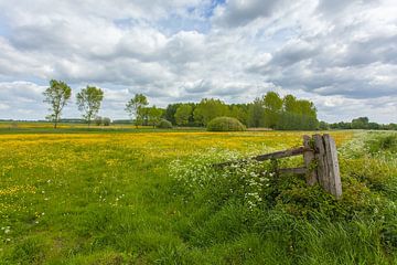 Boterbloemen landschap von Ralph Jongejan