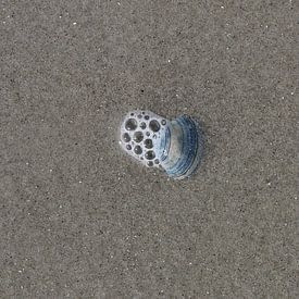 Eine Muschel am Strand von Matthias Brix