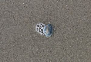 Un coquillage sur la plage