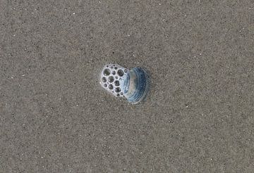 Eine Muschel am Strand von Matthias Brix
