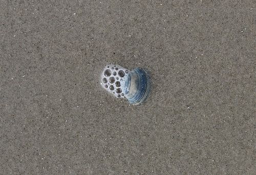Een schelp op het strand