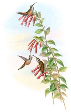 Stripe-throated Hermit, John Gould by Hummingbirds