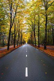 Assen in Herbstfarben von Alexander van der Molen