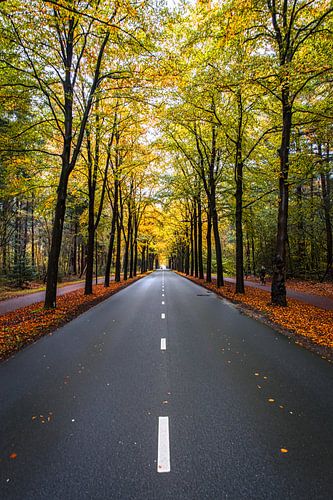 Assen in herfstkleuren