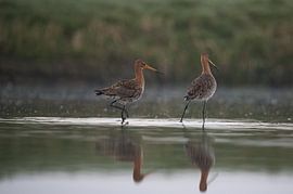 Grutto's lopend door het water