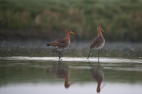 Grutto's lopend door het water