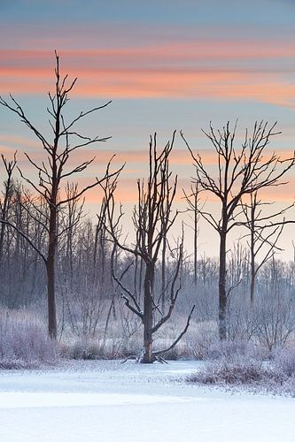 Winter Sunrise van Dion van den Boom