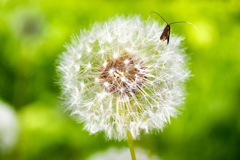 Dandelion van Caught By Light