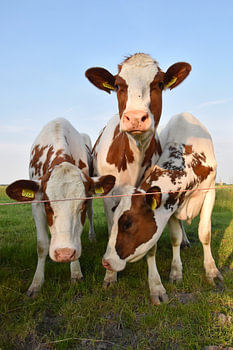 3 cows