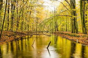 Wasserläufe im Wald