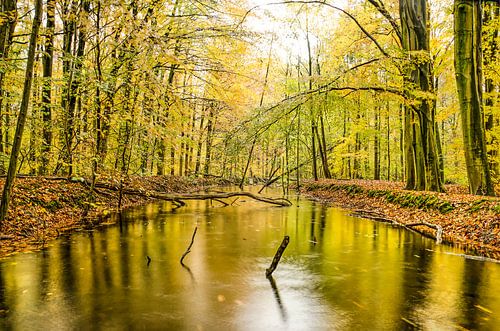 Watercourse in the forest