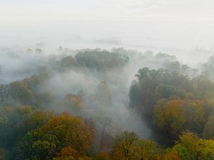 Nebliger Wald aus der Vogelperspektive im Herbst