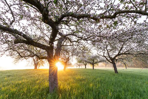 Verse bloesem, ochtendlicht, grondnevel... gewoonweg magisch!