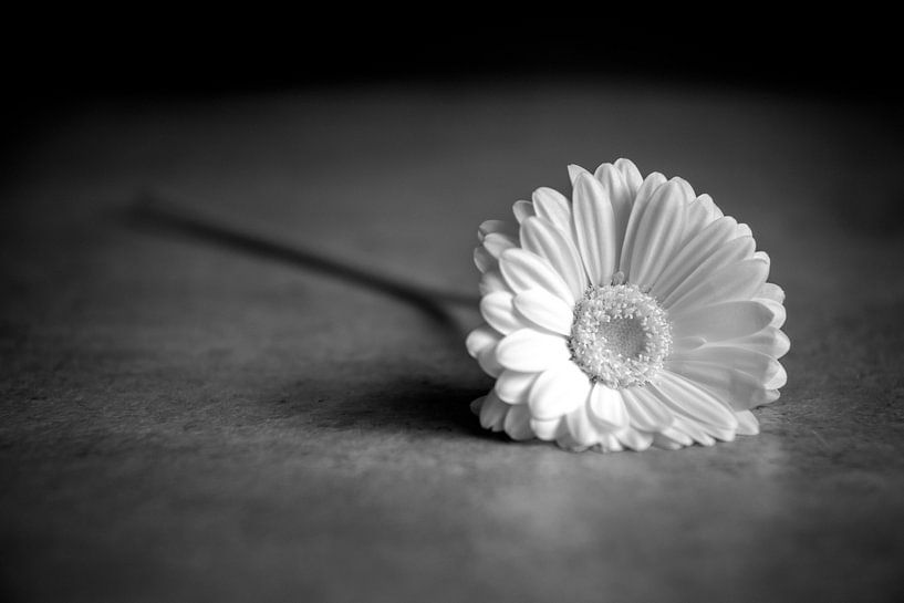 Noir et blanc, fleur infrarouge par Joris Buijs Fotografie
