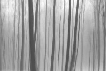 Monochrome Forest Abstract