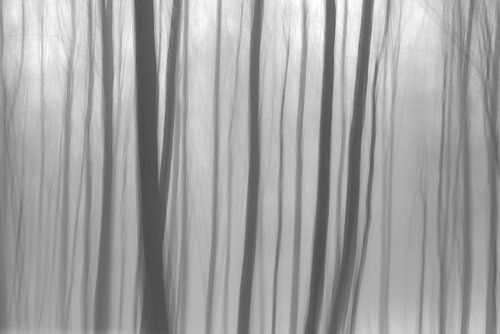 Forêt monochrome abstraite
