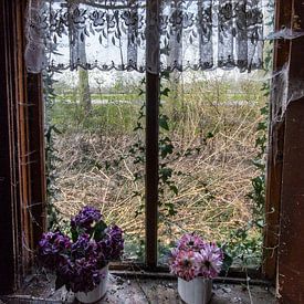 Window by Elly Olsman