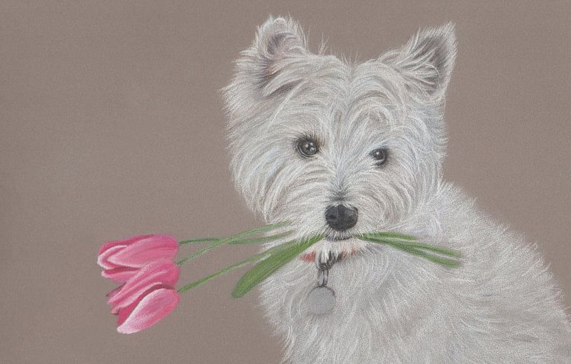 West Highland White Terrier with tulips in his mouth by Tamara Noordermeer