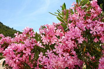 Roze oleander in Spanje van Judith van Wijk