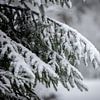 dennentakken bedekt met sneeuw van Karijn | Fine art Natuur en Reis Fotografie