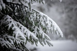 dennentakken bedekt met sneeuw