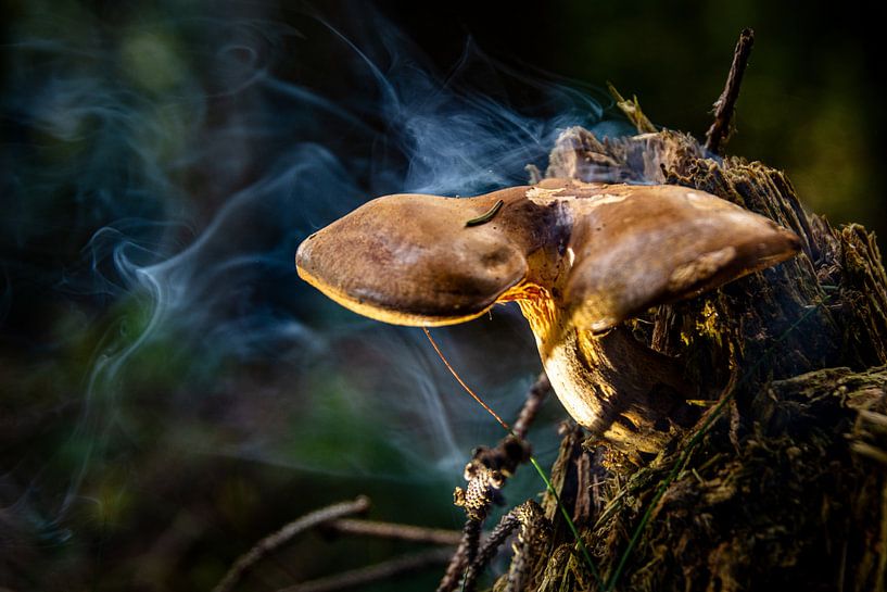 Nature mushrooms by Johnny Flash
