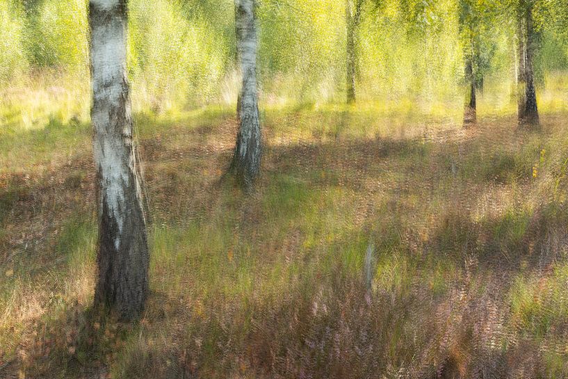 Kalmthoutse Heide by Ria Bloemendaal