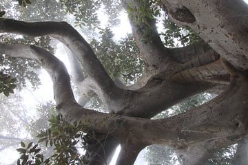 Ficus Elastica in de zeemist van Jan Katuin